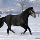 Spass im Schnee