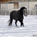 Spass im Schnee