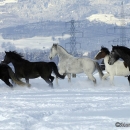 Spass im Schnee