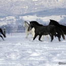 Spass im Schnee