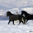 Spass im Schnee