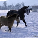 Spass im Schnee