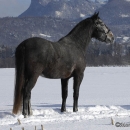 Maestoso Alea - Winterausflug