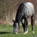 Maestoso Alea - Frühling 2010