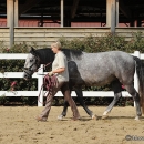 Maestoso Alea - erstes Training