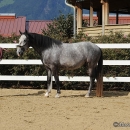 Maestoso Alea - erstes Training