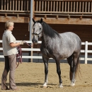 Maestoso Alea - erstes Training