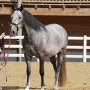 Maestoso Alea - erstes Training