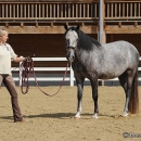 Maestoso Alea - erstes Training