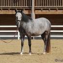 Maestoso Alea - erstes Training
