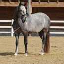 Maestoso Alea - erstes Training