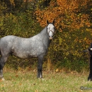 Maestoso Alea im Herbst