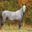Maestoso Alea im Herbst