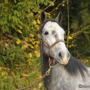 Maestoso Alea im Herbst