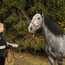 Maestoso Alea im Herbst