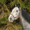 Maestoso Alea im Herbst