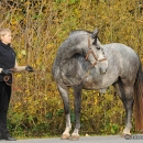 Maestoso Alea im Herbst