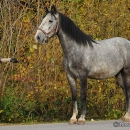 Maestoso Alea im Herbst