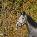 Maestoso Alea im Herbst