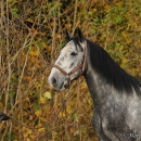 Maestoso Alea im Herbst