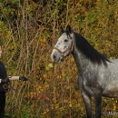 Maestoso Alea im Herbst