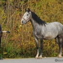 Maestoso Alea im Herbst