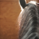 Maestoso Alea