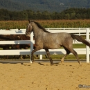 Maestoso Alea
