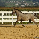 Maestoso Alea