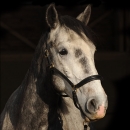 Maestoso Alea
