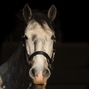 Maestoso Alea