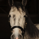 Maestoso Alea
