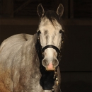 Maestoso Alea