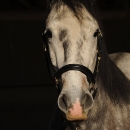 Maestoso Alea