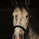 Maestoso Alea