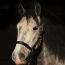 Maestoso Alea