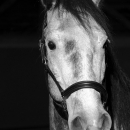 Maestoso Alea