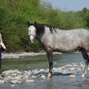 Maestoso Alea
