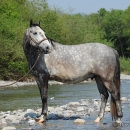 Maestoso Alea