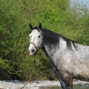 Maestoso Alea