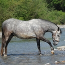 Maestoso Alea