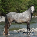 Maestoso Alea
