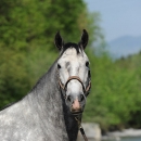 Maestoso Alea