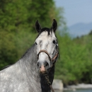 Maestoso Alea