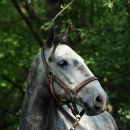 Maestoso Alea