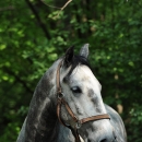Maestoso Alea