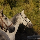Maestoso Alea & Ronja in der Frutz
