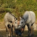Maestoso Alea & Ronja in der Frutz