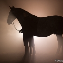 Nebelfotoshooting 2011
