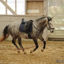Barockes Reiten mit Richard Hinrichs - Feb. 2012
